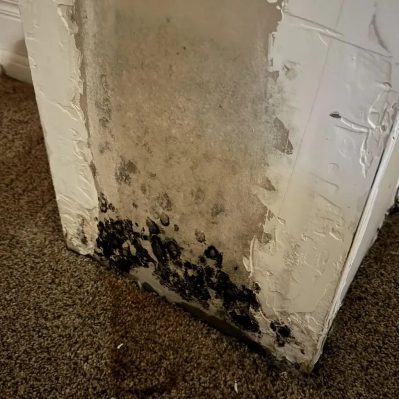 Professional Mold Removal in Timber Lake, SD